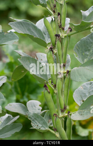 Bohne Pflanzen im Garten. Kurze pod Vielfalt. Aka Fava oder Windsor Bohnen. Stockfoto