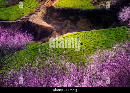 Peach Blossom pastorale Abbildung Stockfoto
