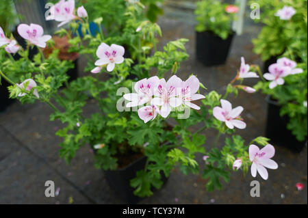 Pelargonium sp Blüte im Gewächshaus Stockfoto