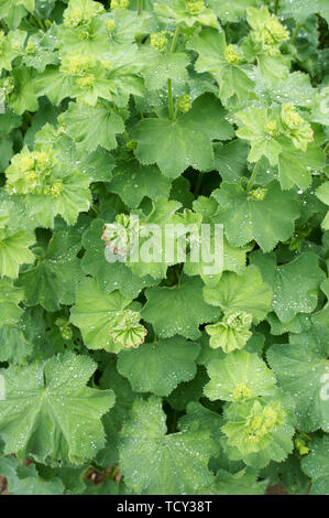 Pelargonium sp Blüte im Gewächshaus Stockfoto