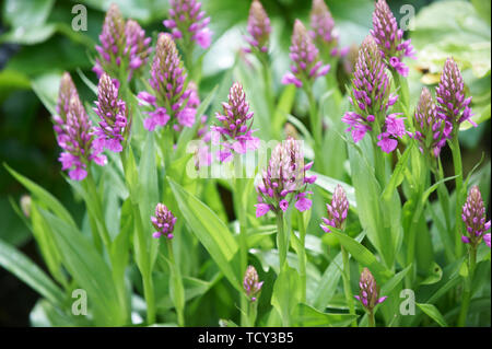 Dactyloriza foliosa Orchideen wachsen in einem Garten Boarder Stockfoto