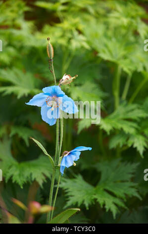 Himalaya Mohn (Mecanopsis) infertile Blaue Gruppe. Stockfoto