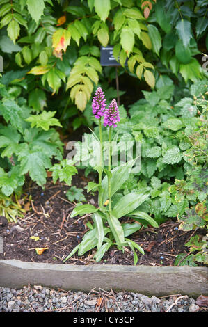 Dactyloriza foliosa Orchideen wachsen in einem Garten Boarder Stockfoto