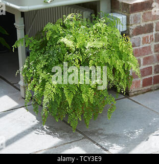 Maidenhair fern (Adiantum capillus-VENERIS) in einem großen Topf in einen Schatten eines Gewächshauses im Sommer wachsen Stockfoto