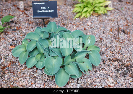 Hosta 'Blue Mouse Ears' eine Miniatur wachsende Sorte Stockfoto