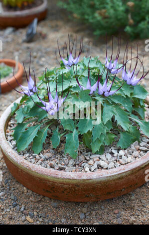 Teufelskralle (Physoplexus comosa) wächst in einer flachen Pfanne in der alpinen Haus der Holehird Gärten, Lake District, Cumbria, UK, GB. Stockfoto