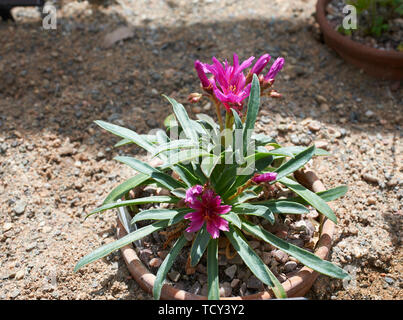 Lewisia 'Kleine Himbeere' wächst in einer alpinen Gewächshaus Stockfoto