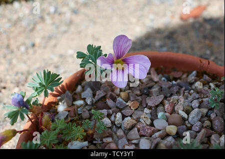 Oxalis ione Hecker, diese kleine Pflanze wächst in einer alpinen Gewächshaus. Stockfoto