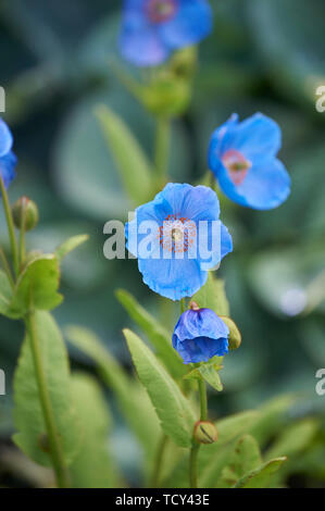 Himalaya Mohn (Mecanopsis) infertile Blaue Gruppe. Stockfoto