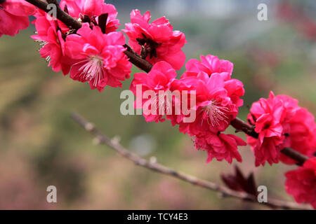 Der Ort, wo Peach Blossoms in Yangshan, Tonglu, Hangzhou Blüte Stockfoto