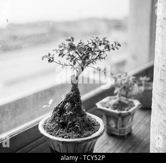 Kleine Topfpflanze Stockfoto