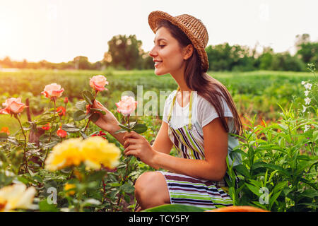 Ältere Frau sammeln von Blumen im Garten. Frau mittleren Alters und duftende Rosen bewundern. Gartenarbeit Konzept. Lebensstil Stockfoto