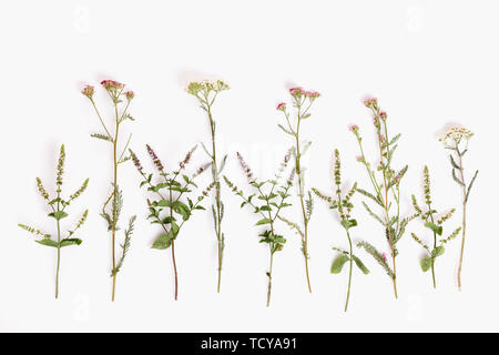 Blühende Achillea millefolium gewöhnliche Namen: Schafgarbe oder Common yarrow auf weißem Hintergrund Stockfoto