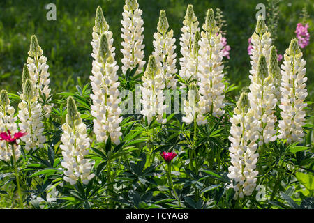 Eine Menge weiße Lupinen Feld. Rustikale Garten auf dem Hintergrund einer Holz- Haus Stockfoto