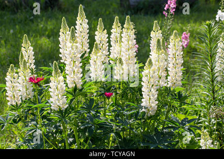 Eine Menge weiße Lupinen Feld. Rustikale Garten auf dem Hintergrund einer Holz- Haus Stockfoto