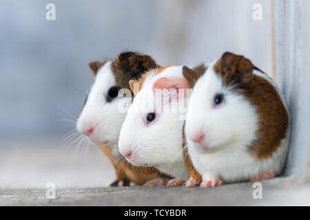 Drei Meerschweinchen/niederländischen Ratten/Niederländische Schweine/Meerschweinchen in die gleiche Richtung Stockfoto