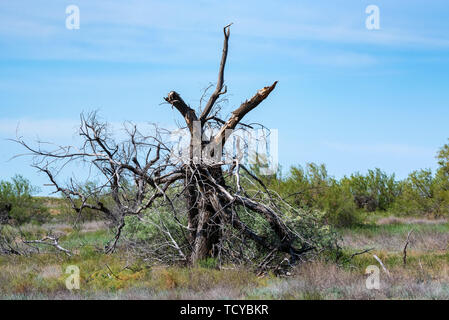 Trocken alte entwurzelte Baum liegt auf dem Boden in der Natur Stockfoto