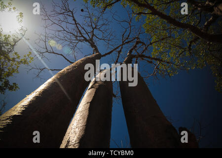 Landschaft mit Adansonia rubrostipa aka fony Baobab Baum, Reniala Reserve Park, Toliara, Madagaskar Stockfoto