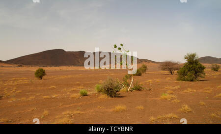 Landschaft mit dem Calotropis procera Pflanze aka Sodom Apple oder stabragh oder Gummi Bush am Adrar in Sahara, Mauretanien Stockfoto