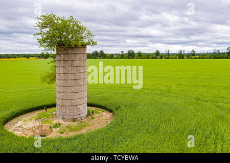 Mt Vernon, Illinois - ein Baum wächst aus der Spitze eines alten Silo in einer Farm. Stockfoto