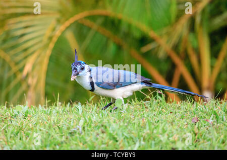 White-throated Magpie-Jay Bird bei Rincon de la Vieja Nationalpark in Costa Rica Stockfoto