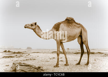 Wild Kamel in der Wüste in der Nähe von Salalah im Oman Stockfoto