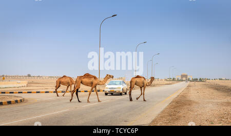 Herde wilder Kamele ist über die Straße in der Nähe von Salalah, Oman Stockfoto