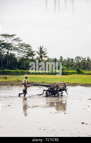 TUKAD, Indonesien - Januar 28, 2019: unbekannter Mann pflügen nass Reisfeld mit tilling Maschine auf die Insel Bali, Indonesien. Indonesien ist der 3. größte Stockfoto