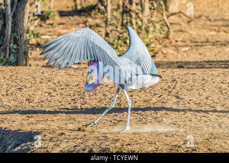 Ein männlicher Marabu, Leptoptilos crumeniferus, Landung in Punda Maria in der Limpopo Provinz von Südafrika Stockfoto