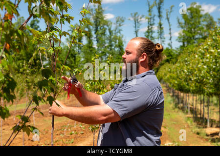 Milton, Kentucky - ein Arbeiter Bäume an Abrams Baumschule Pflaumen. Die Gärtnerei verkauft Großhandel, Landschaftsgestalter, Entwickler und Stores in den Mittelwesten. Stockfoto