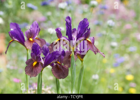 Iris hollandica 'Black Beauty' Blüte im Frühjahr. Stockfoto