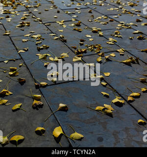 Ginkgo Blätter fallen alle über dem Boden in den späten Herbst Stockfoto