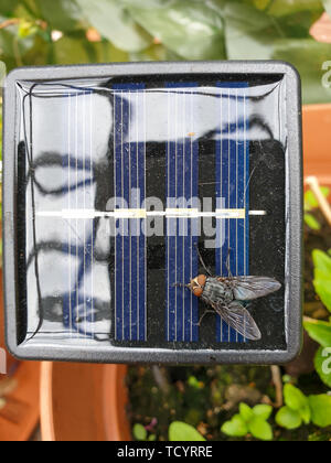 Bild von Oben nach Unten anzeigen Om wenig solar panel mit großen Fliegen, in der Nähe Stockfoto