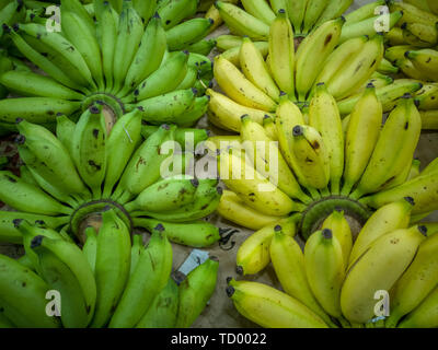 Bananen - grüne und gelbe Bananen aufgereiht nebeneinander, die reife und unreife Früchte zusammen angezeigt. Stockfoto