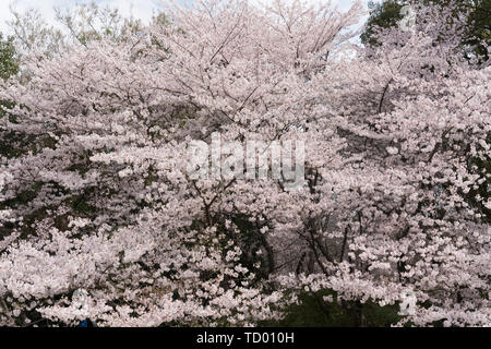 Kirschblüten im Touzhu Stockfoto