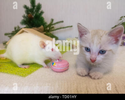 Die Maus sitzt neben der Katze. Ein kleines Kätzchen und eine weiße Ratte. Nagetier und Predator zusammen. Dekorative Haustiere. Stockfoto