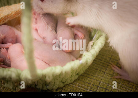 Das Konzept der mütterlichen Liebe. Eine Ratte kümmert sich um ihre Jungen. Maus liebt seine Kinder. Kleine Nagetiere schlafen in einem Korb. Stockfoto