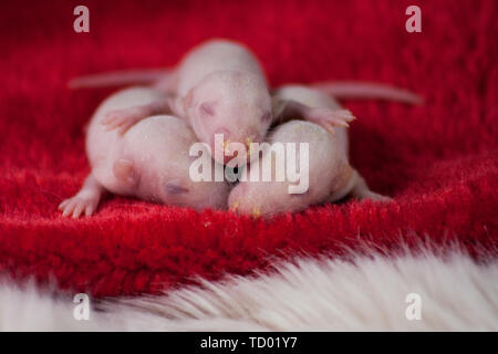 Das Konzept der Verwandtschaft. Neugeborene Ratten sind umarmte. Kleine Mäuse schlafen. Dekorative kahlen Nagetiere Stockfoto