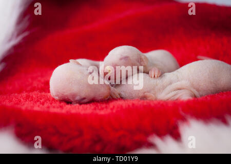 Das Konzept der Verwandtschaft. Neugeborene Ratten sind umarmte. Kleine Mäuse schlafen. Dekorative kahlen Nagetiere Stockfoto