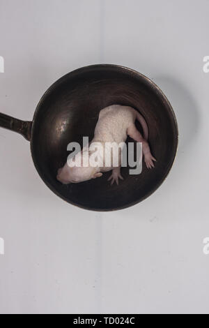 Das Konzept der frittierten Speisen. Die Ratte sitzt in einer Pfanne. Dem kleinen neugeborenen Maus in die Schüssel. Kahlen dekorative Nagetier. Stockfoto