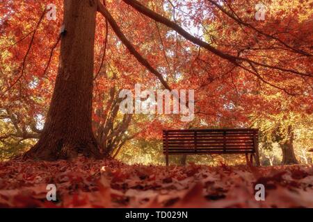 Holzbank im City Park Herbst Stockfoto
