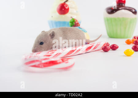 Das Konzept der richtige Ernährung. Kleine Maus mit Süßigkeiten. Ratte mit Karamell. Dekorative Nagetiere close-up. Stockfoto