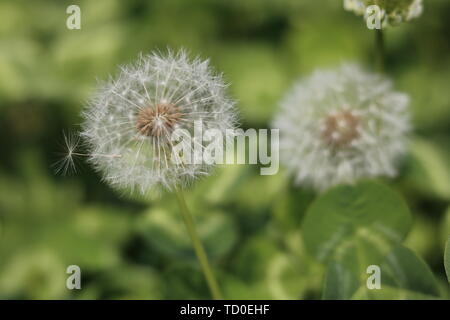 Löwenzahn im Gras wächst Stockfoto