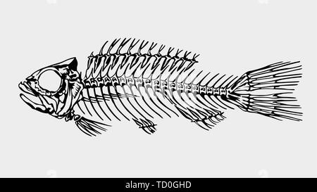 Silhouette in der Farbe schwarz Der ein Skelett eines großen Fisch auf hellgrauem Hintergrund. Vektorbild Stock Vektor