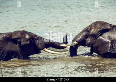 Afrika, Simbabwe, manaturals, Nationalparks, Tiere, Elefanten, baby Elefanten, Elefantenherden, Natur, primitive, geschützte Bereiche Stockfoto