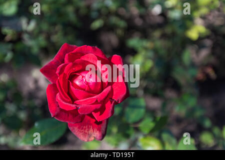 Ein aktuelles Foto von Rosen an einem sonnigen Tag im Herbst Stockfoto