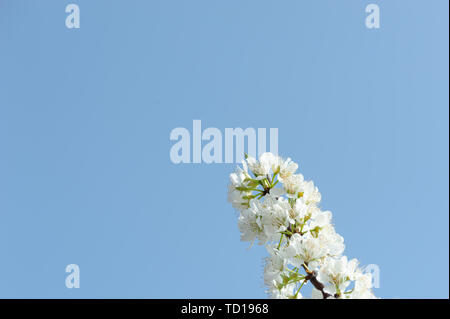 Chengdu Longquanyi Peach Blossom Heimatstadt birne Blumen in voller Blüte Stockfoto