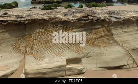 Fotomontage eines großen Fantasy fish Fossil auf die Layer, die auf einem Stein am Strand form Stockfoto