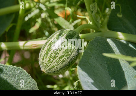 Eine Nahaufnahme der jungen Büffel Kürbis Frucht mit Blume in Texas Stockfoto