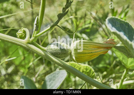 Eine Nahaufnahme der jungen Büffel Kürbis Frucht mit Blume in Texas Stockfoto